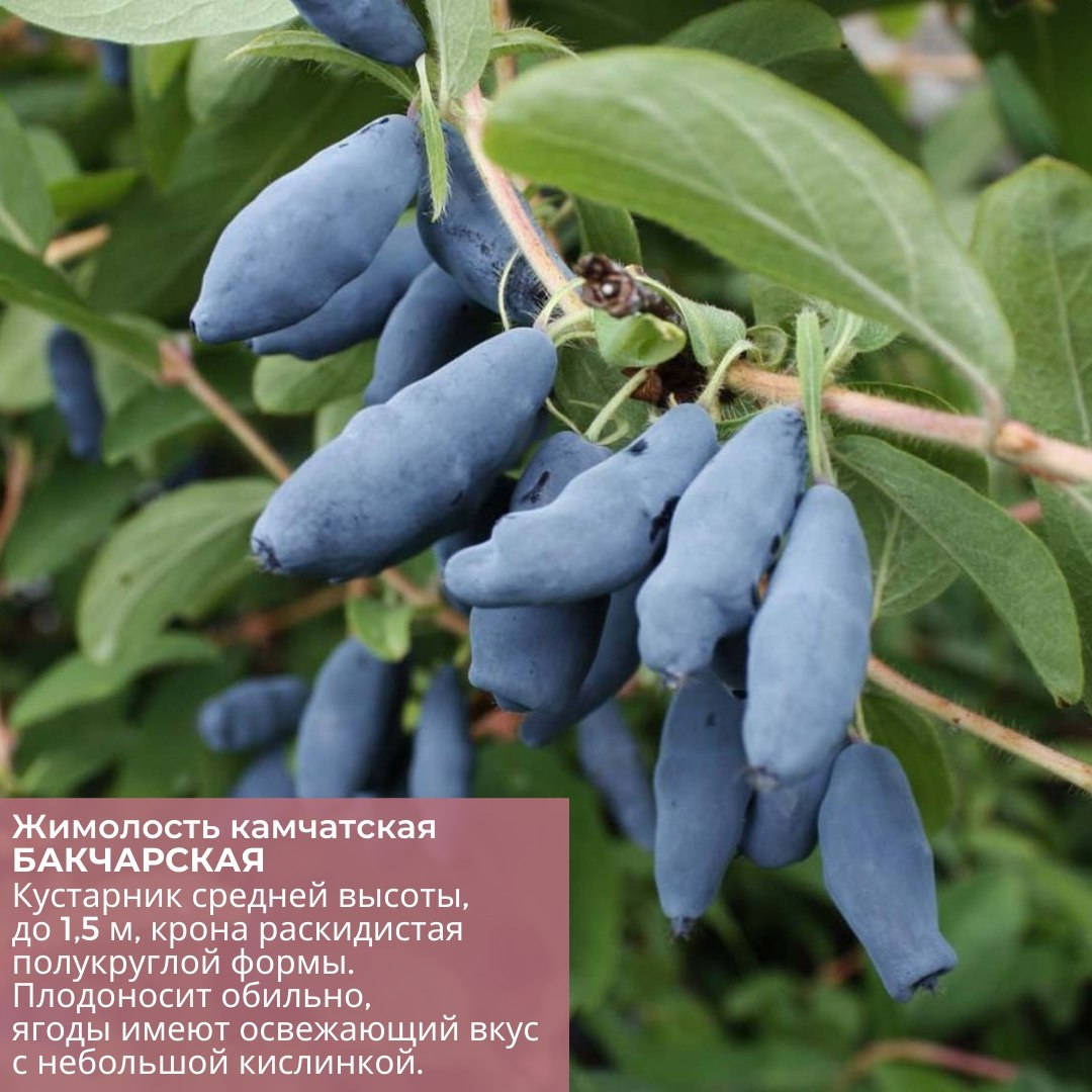 Вы наверняка знаете о ЖИМОЛОСТИ, как о раннеплодоносящем кустарнике с вкусными и полезными ягодами. Ягоды не всех сортов жимолости съедобны, но это не повод сбрасывать их со счетов.-6