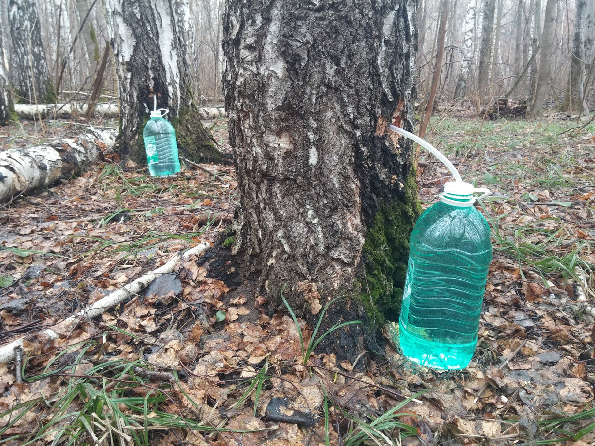 Самогон из березового сока. Березовый сок березовик. Берёзовый сок. Березка сок. Березовый сок в 5л.