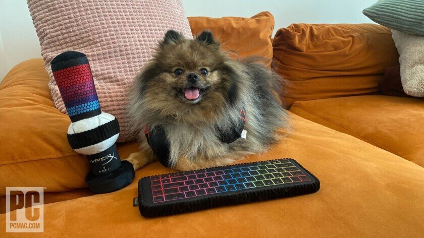    Знакомьтесь, это Фрэнки – маленький пес с большой любовью к играм. Фото: PCMag