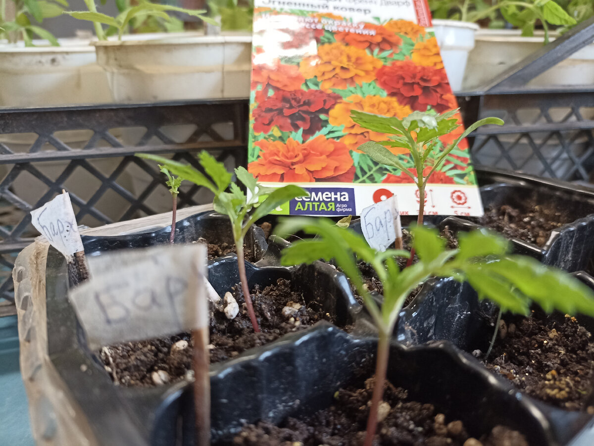 Посев в кассеты  по 2 семени в каждую ячейку. Фото автора