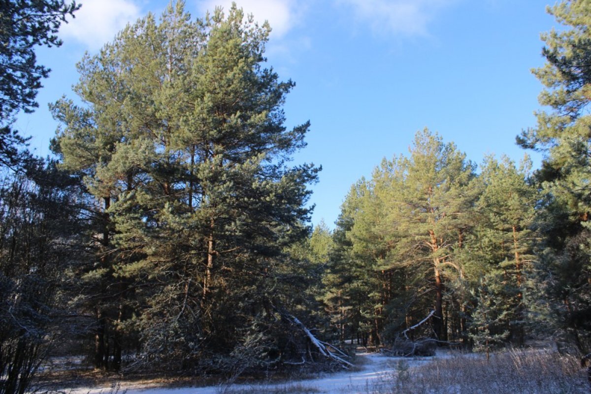    Во Владимирской области спасли бабушку-грибника, заблудившуюся в лесу
