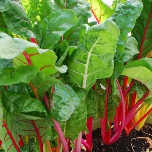 Фото из открытых источников Интернет