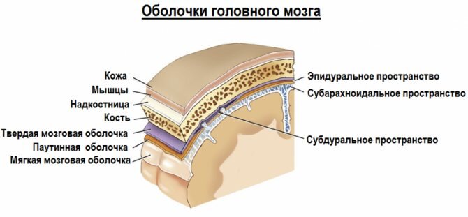 Строение головного мозга. Послойно.