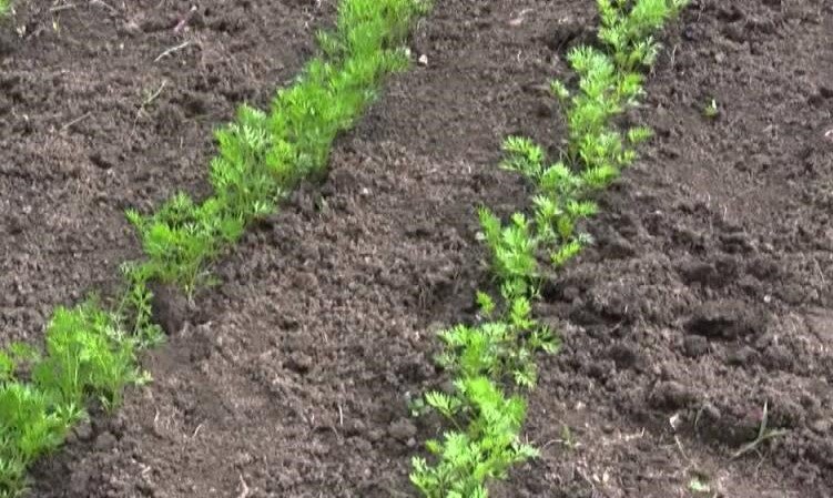Рыхлая земля, но не воздушная для моркови.