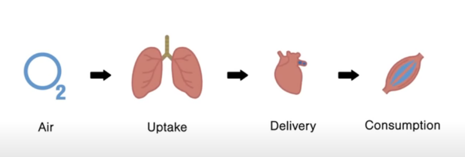 Схема работы кислорода для обеспечения мышц
