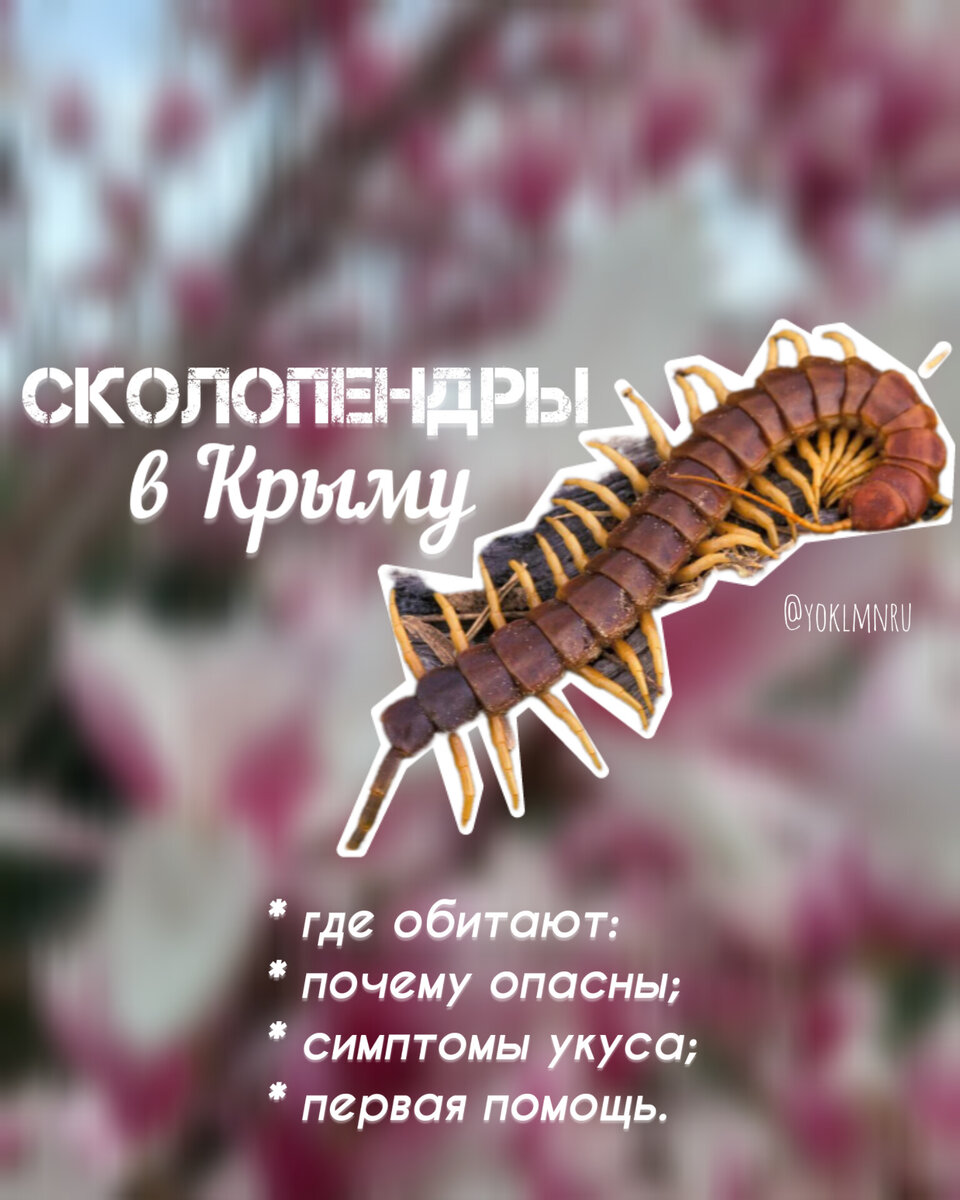 Что надо знать о крымских сколопендрах
