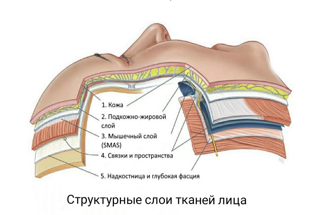 Связки лица схема