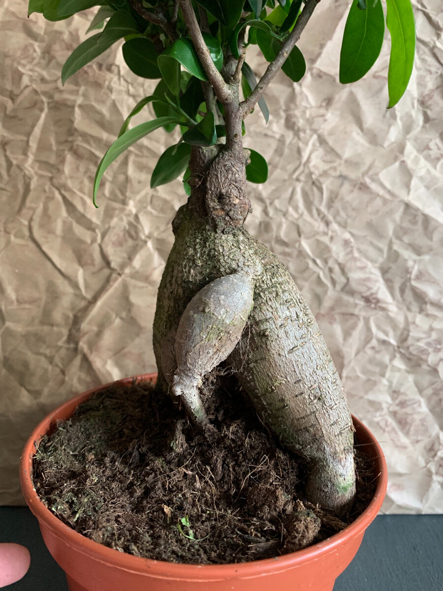 Ficus microcarpa 'Ginseng' in ceramic pot уход (почву, удобрение, обрезка) - PictureThis