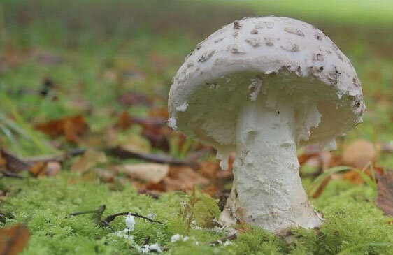 Мухомор шишковидный, или шишкообразный (Amanita strobiliformis) – вот он и "стоит" миллион. Это условно-съедобный гриб, растет в дубравах. Фото redbookrf.ru.