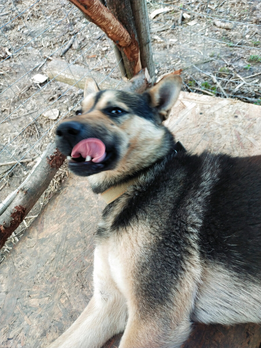 Спасибо, хозяйка! Это был очень вкусный корм!