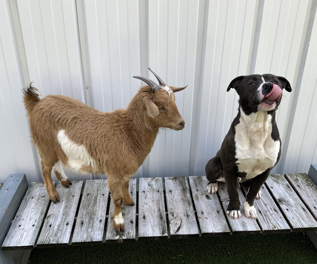     А вы знали о дружбе коз и собак? Познакомьтесь с Корицей и Феликсом, которые не расстаются друг с другом