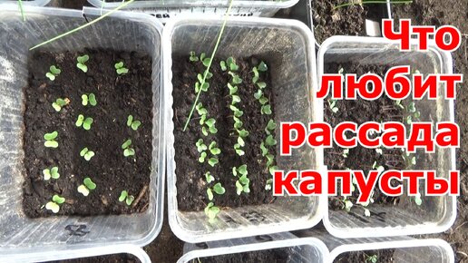 Посев капусты для рассады. Температурный режим для здоровой и крепкой рассады капусты. Сорта на 2023