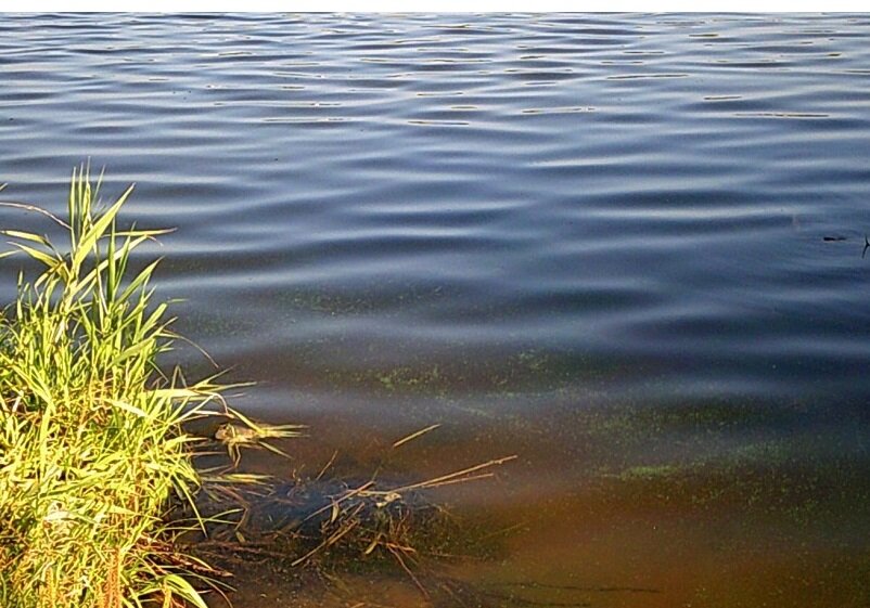 В свете солнца 