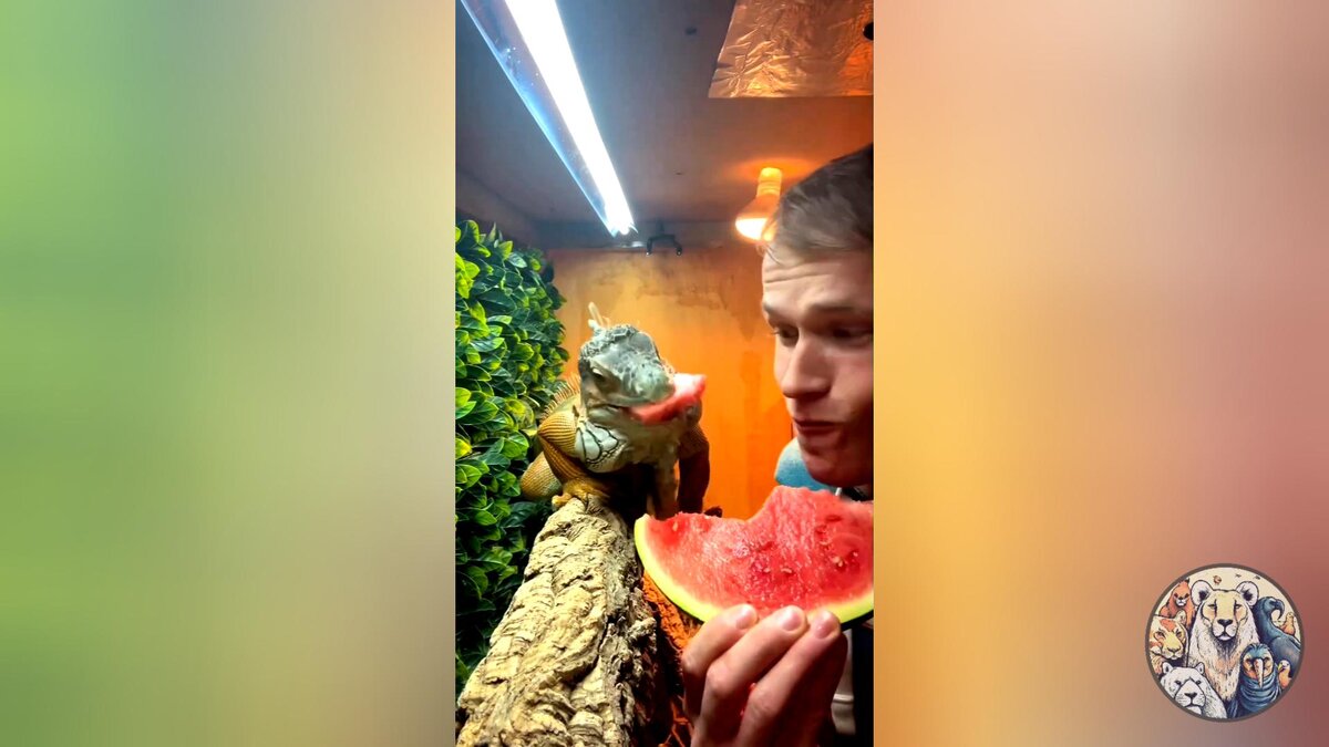 Ну как не поделиться с другом - игуаной...