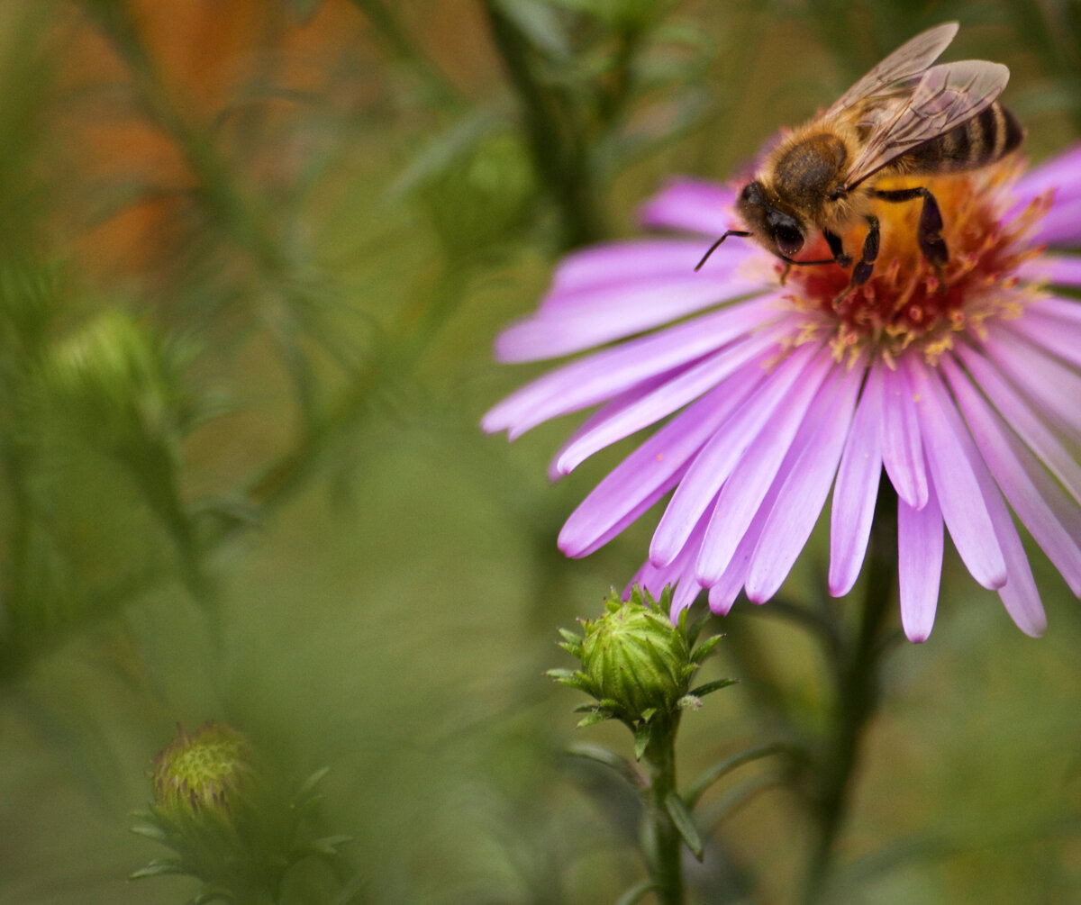 Пчелы и осы - лишь часть опылителей сада. Фото: Алена Гиль для Home and garden