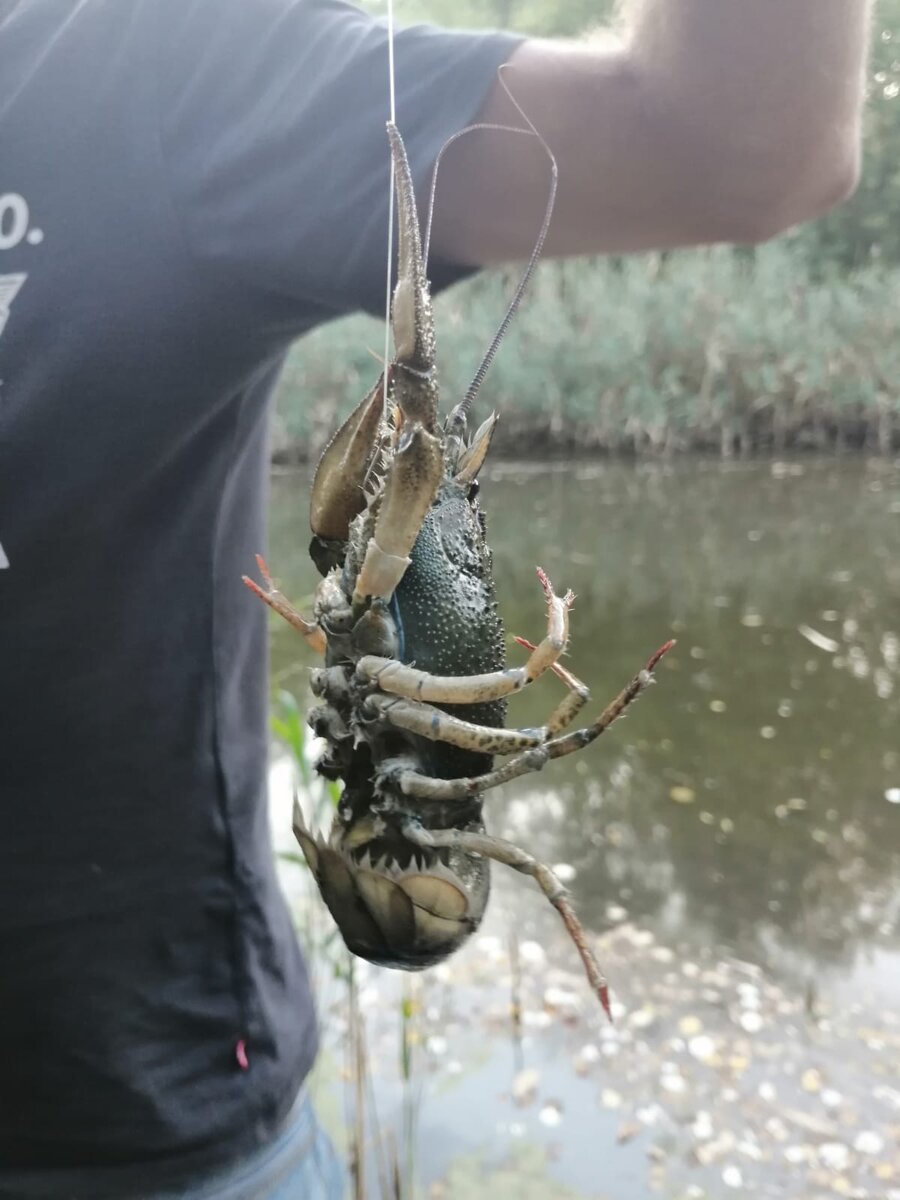 Удачный улов на удочку в р. Чир (фото автора).