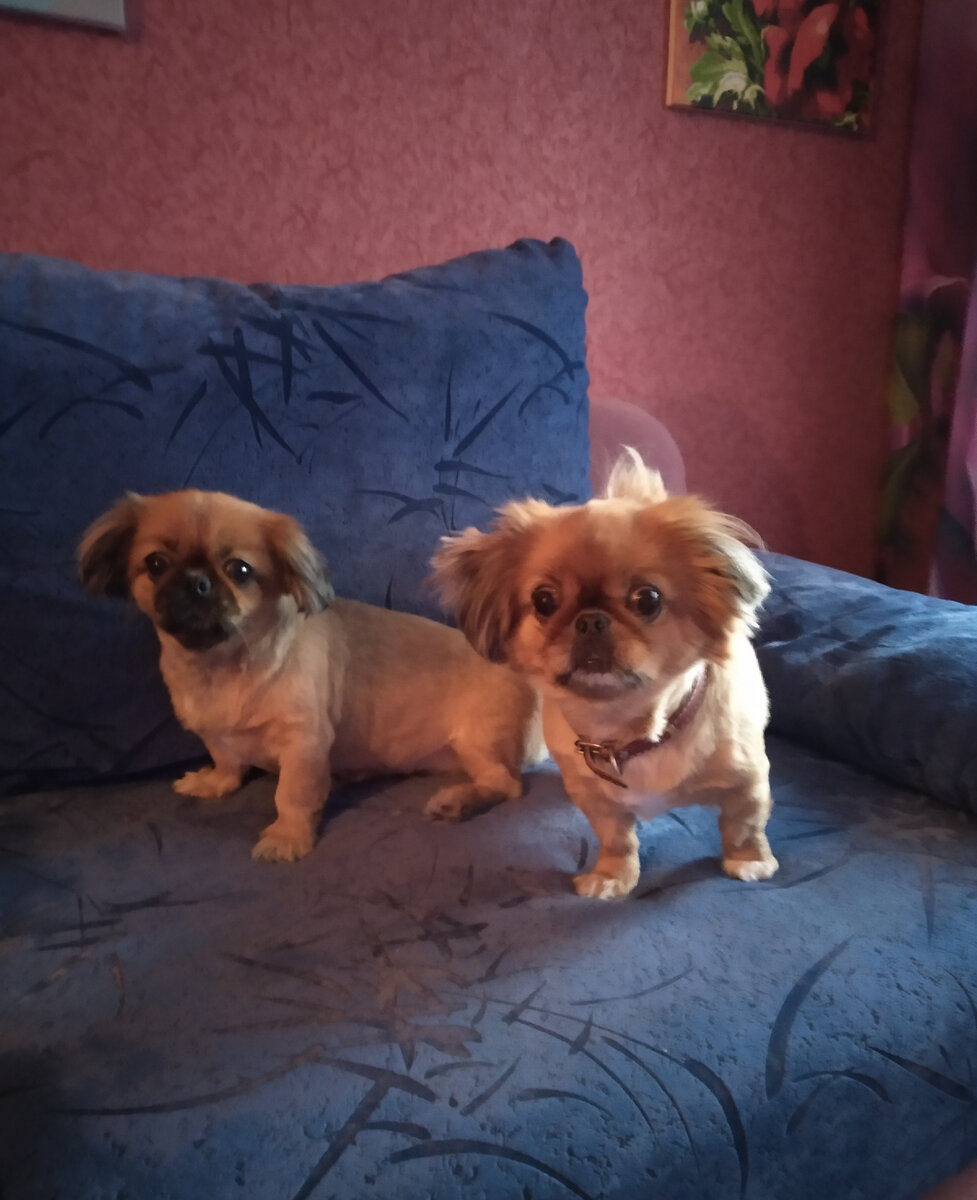 Джемма и Джесси