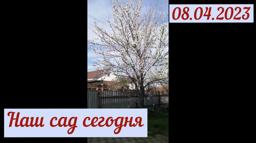 Краснодарский край: наш сад сегодня(08.04.2023)