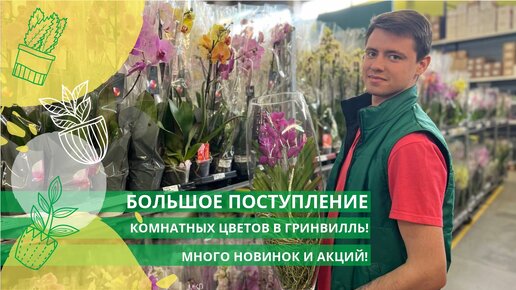 Большое поступление комнатных растений! Много новинок и акций!