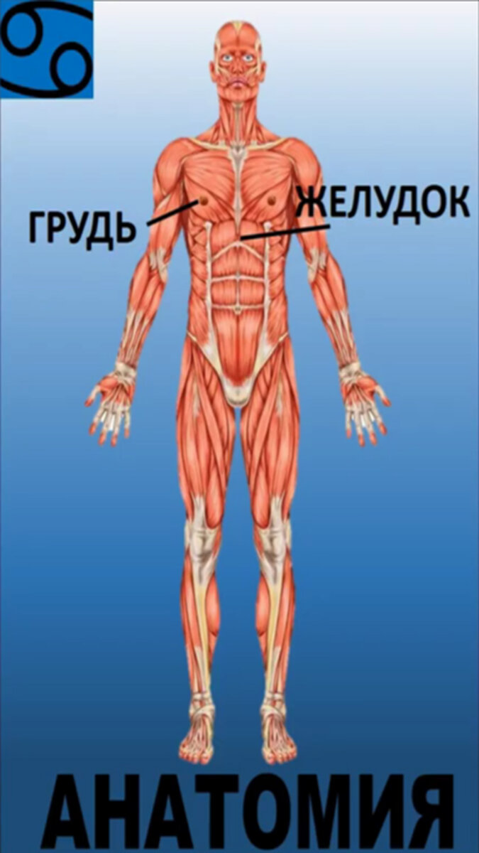 О чём молчат Раки. Основные черты Раков. Астрология для чайников. |  Астролог Диана Зуева - Ваш гид по звёздам | Дзен