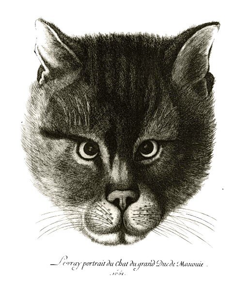 «Подлинный портрет кота великого князя Московии»