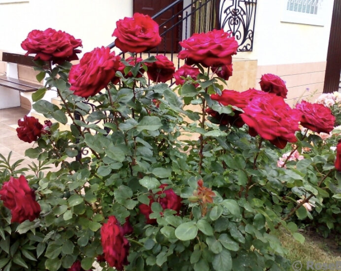 Фото Tetyanka сайт роузбук