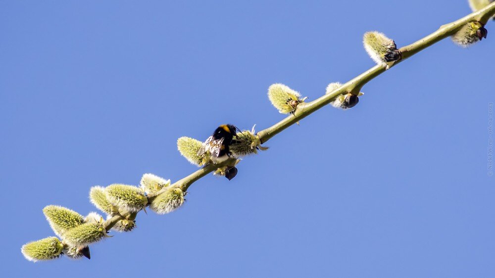 2. Шмель на иве © NickFW.ru — 06.04.2023г.