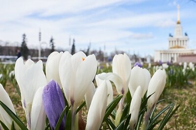    Крокусы на ВДНХ © Сайт мэра Москвы