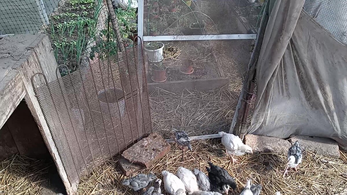 одна на всех