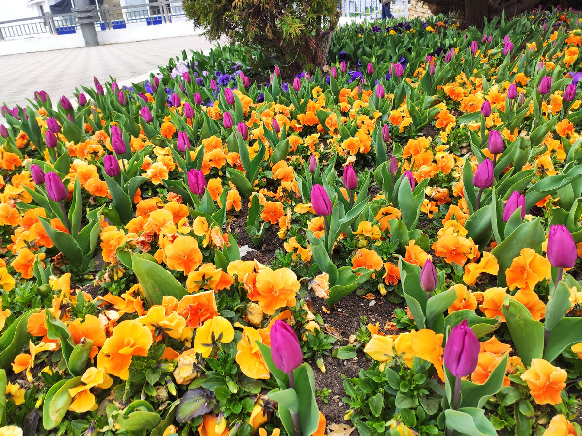 Всё уже цветет