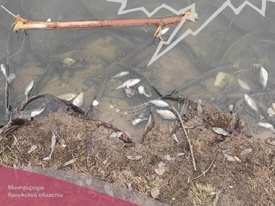     Фото: минприроды и экологии Калужской области