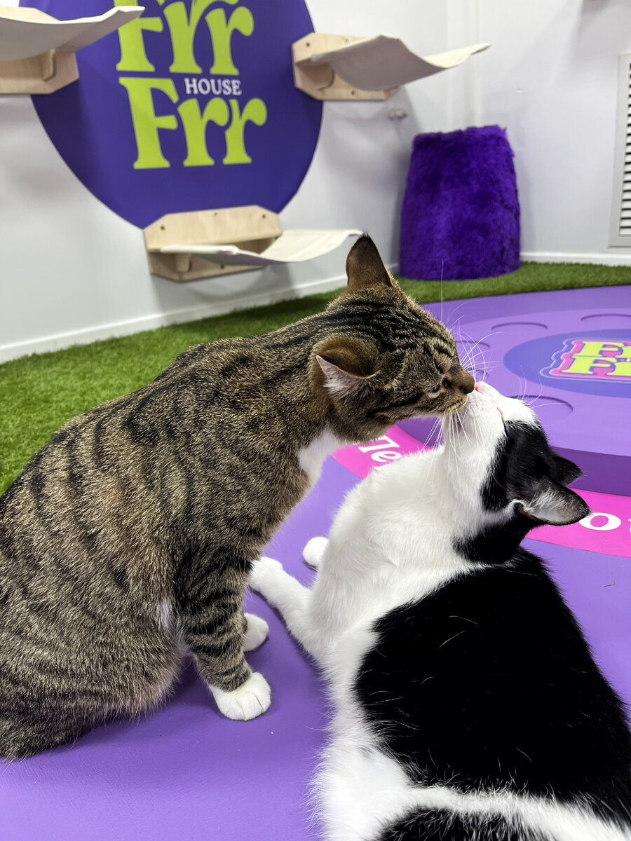 Та самая сцена из ромкома в исполнении котиков из FrrFrr House