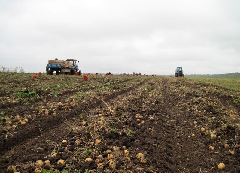 В сентябре был собран рекордный урожай. Уборка урожая. Сбор урожая картофеля. Уборка картофеля в поле. Сбор урожая в поле.