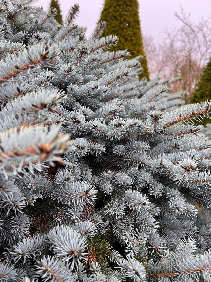 Ель колючая Глаука Глобоза ‘Glauca Globosa’