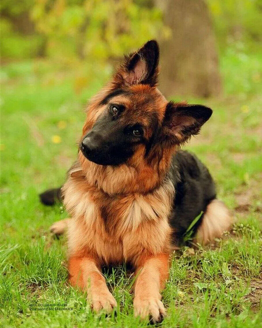 Щенок кобель фото