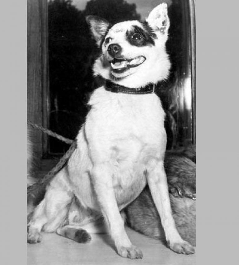 Фото из Википедии