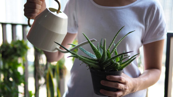    Как ухаживать за алоэ, чтобы суккулент хорошо рос в квартире Юлия Шелковенко