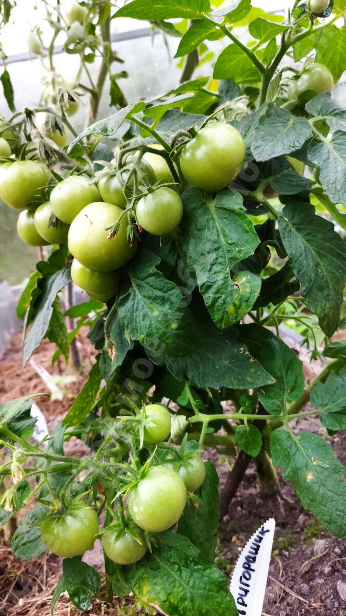 Кустик из нашей теплицы