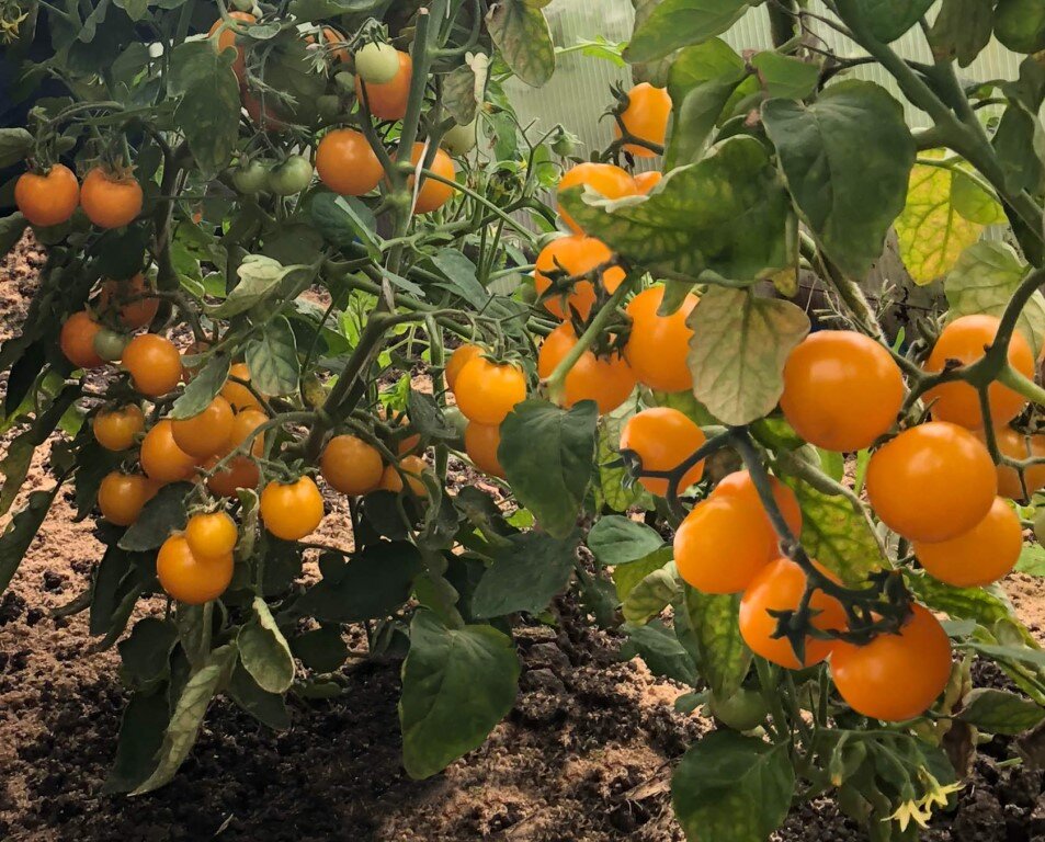 Золотце, выращенное в теплице