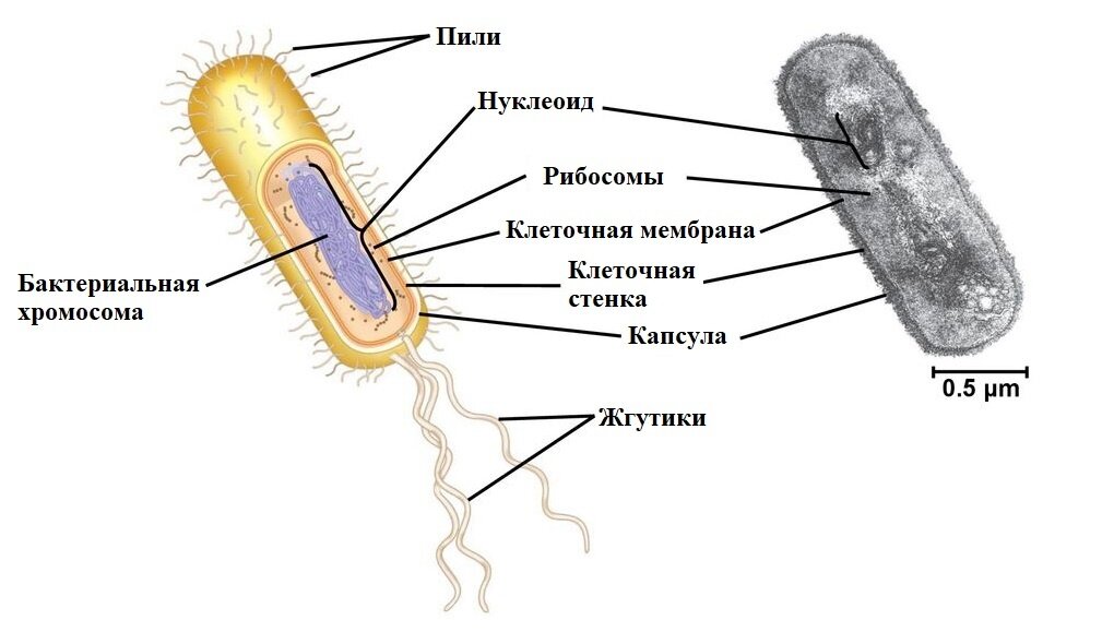 Строение бактерии рисунок. Строение бактериальной клетки без подписей. Строение бактерии рисунок без подписей. Строение бактерии на английском.