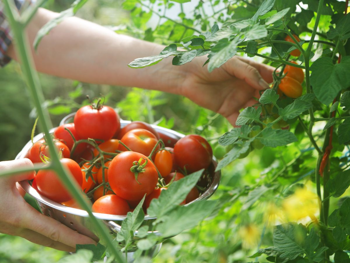 Подкормка томата от рассады до сбора урожая. Схемы и принципы для вкусного,  полезного и большого урожая томата + схема для биопрепаратов. | Иван  Русских | Дзен