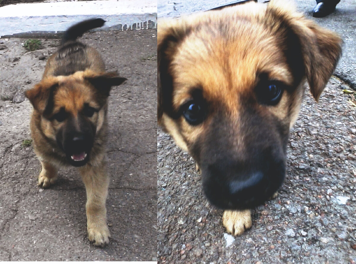 Маленький Барсик (фото из личного архива)