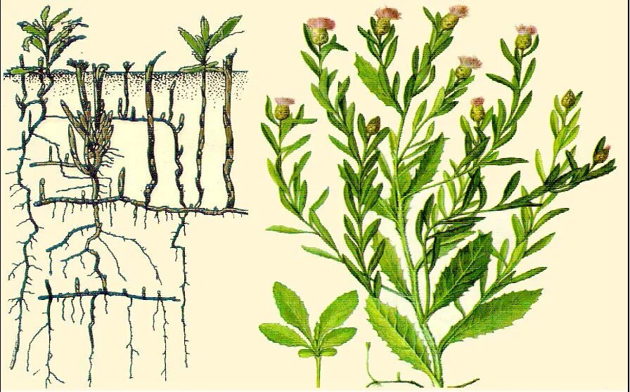 фото из интернета