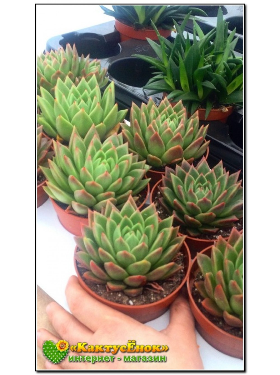 Эхеверия агавовидная (Echeveria agavoides, эхеверия агавоидес) . Розетки -9 см. 
цена- 850р. заказать можно на сайте Кактусёнок.РФ с доставкой по всей России. 
Новочеркасск. Фото из питомника Кактусёнок. РФ