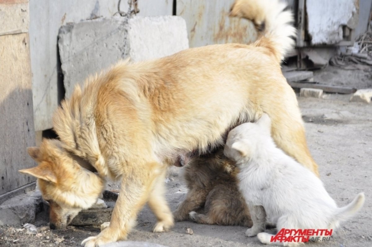    В Оренбурге стая собак насмерть загрызла ребенка