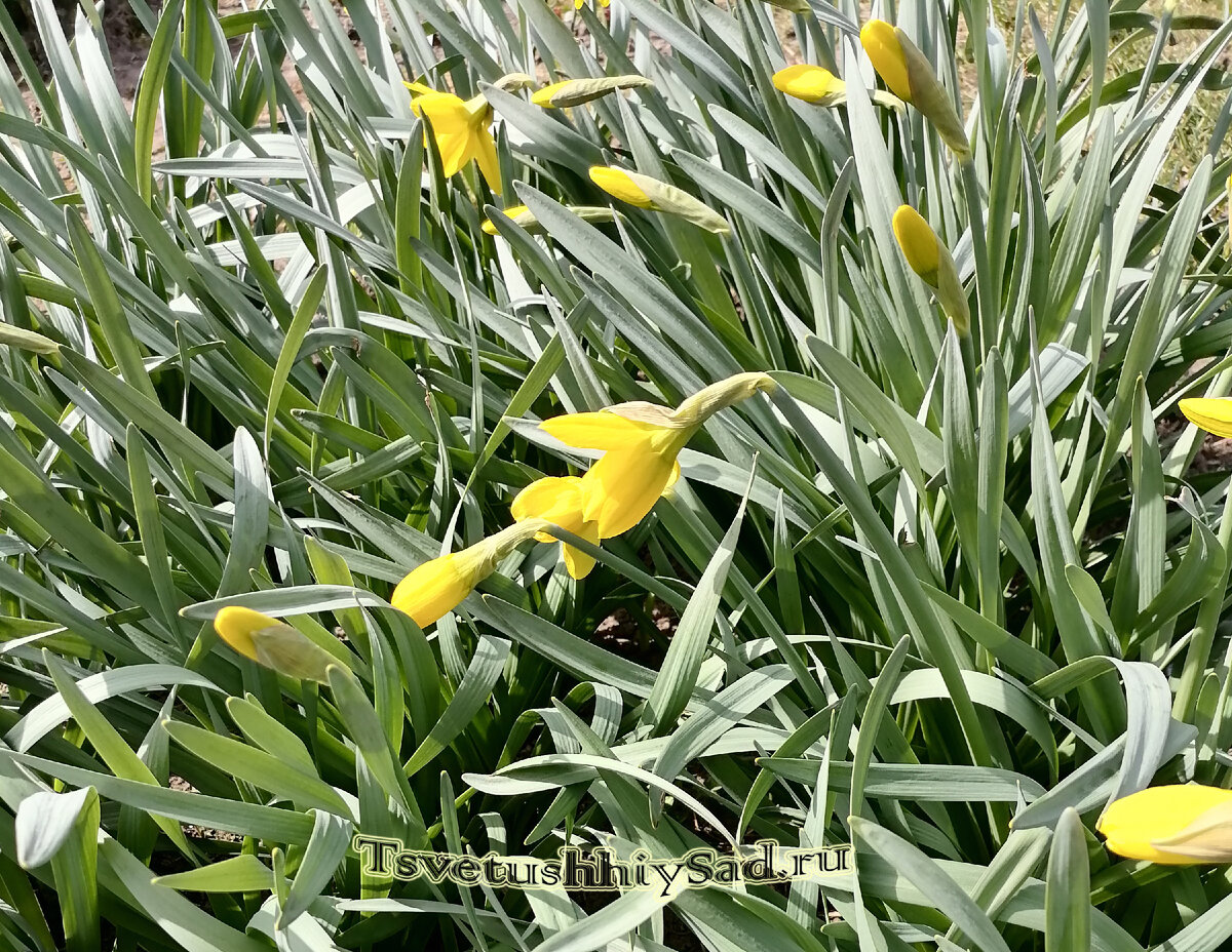 Нарциссы зацветают