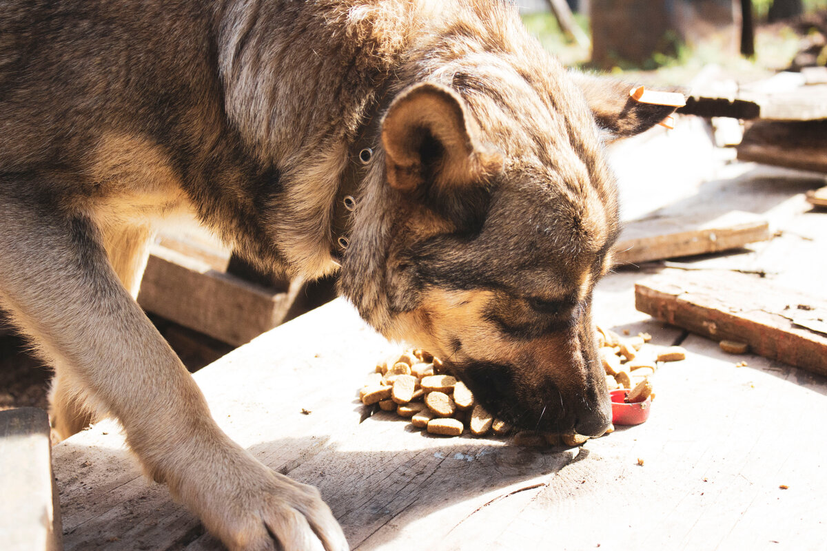 Если дачники, вернувшиеся весной в СНТ, не перестанут её подкармливать, имя придётся сменить на Шарика.