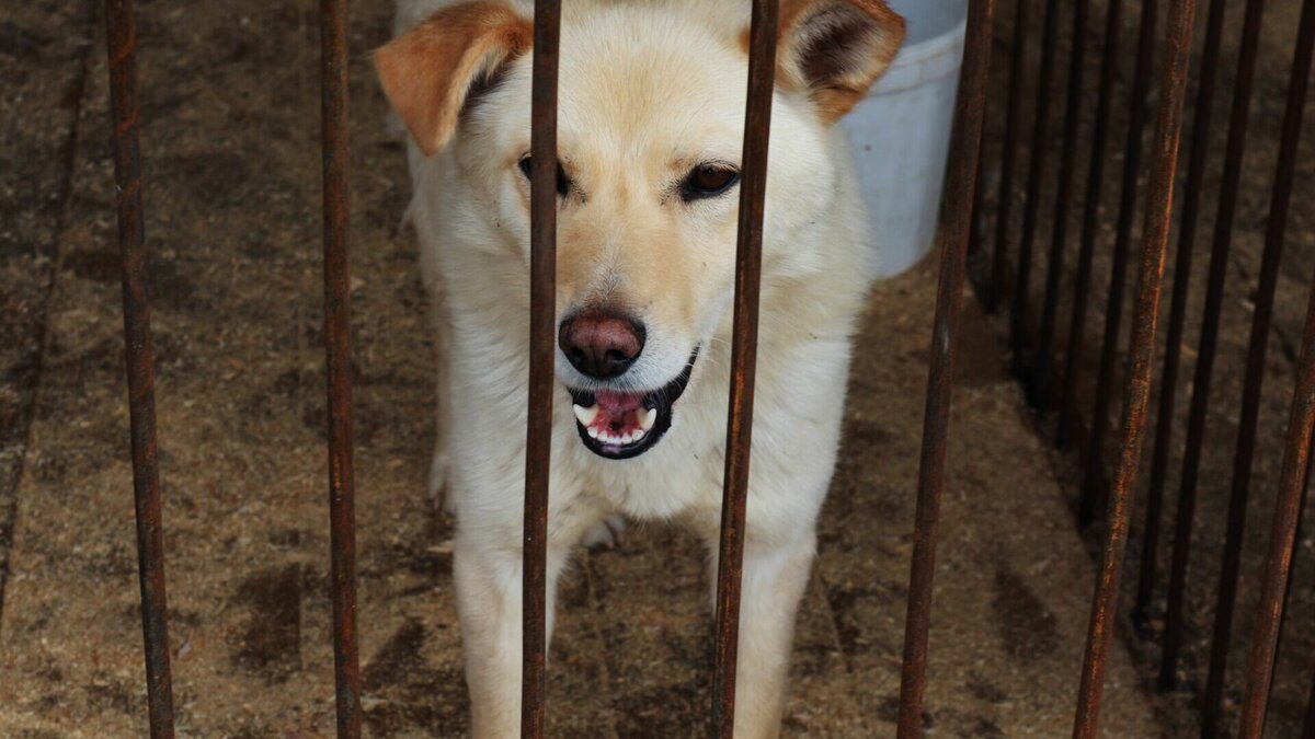     Жителям Дзержинска не следует подкармливать бродячих животных возле детских площадок, подъездов многоквартирных домов и мест отдыха во избежании конфликтных ситуаций. Об этом NewsNN рассказали в администрации города.