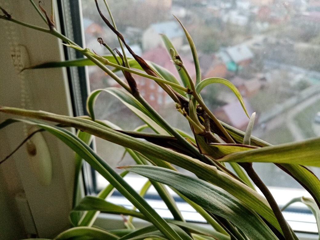 Собрались цвести, но цветоносы все чернели, не успевая дать раскрыться цветам. Фото автора