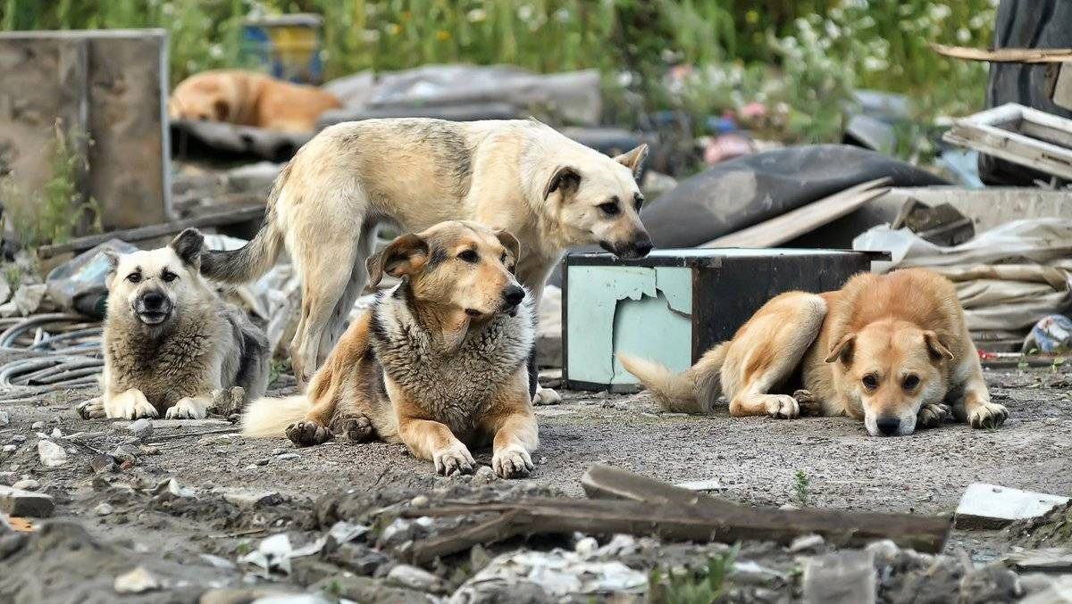 Новости о бездомных собаках дзен. Бездомные собаки. Бродячие собаки. Стая бездомных собак. Безнадзорные собаки.